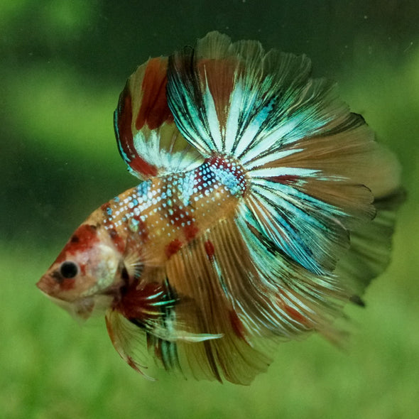 Galaxy Koi Halfmoon - 14 weeks old