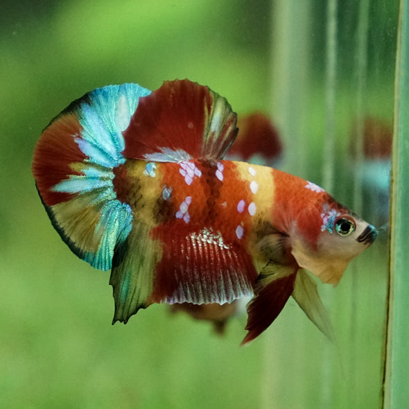 Multicolor/Galaxy Koi Plakat -15 weeks Old