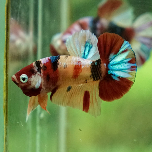 Multicolor/Galaxy Koi Plakat -11 weeks Old