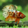 Copper/Gold Galaxy Koi Plakat - 14Weeks Old