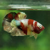 Multicolor/Galaxy Koi Plakat -13 weeks Old