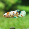 Multicolor/galaxy Koi Plakat- Female