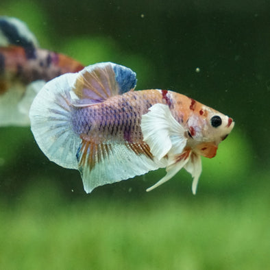 Candy Koi Dumbo Plakat - 12 weeks old