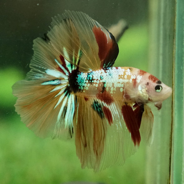 Galaxy Koi Halfmoon - 14 weeks old