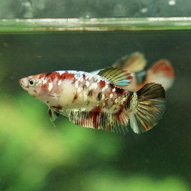 Galaxy Koi Plakat- Female