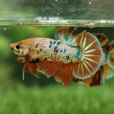 Giant Multicolor/Galaxy Koi Plakat -16 weeks Old