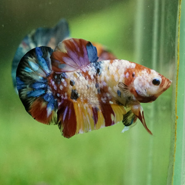 Multicolor/Galaxy Koi Plakat -15 weeks Old