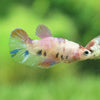 Multicolor Koi Plakat - Female