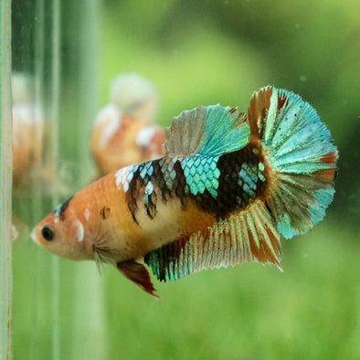 Multicolor/galaxy Koi Plakat- Female