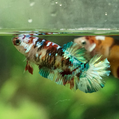 Multicolor/galaxy Koi Plakat- Female