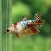 Koi Halfmoon - Female