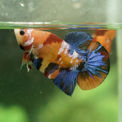 Multicolor/Galaxy Koi Plakat -15 weeks Old