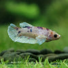 Candy Dumbo- Female