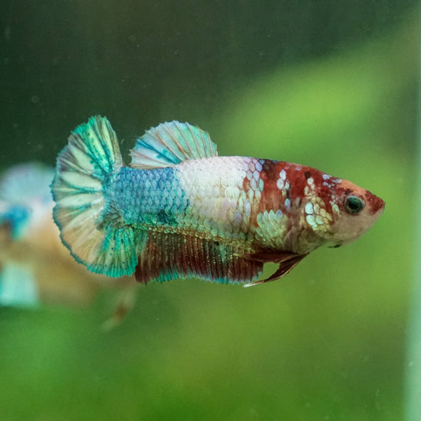 Multicolor/ Galaxy Koi Plakat- Female- 13 Weeks Old