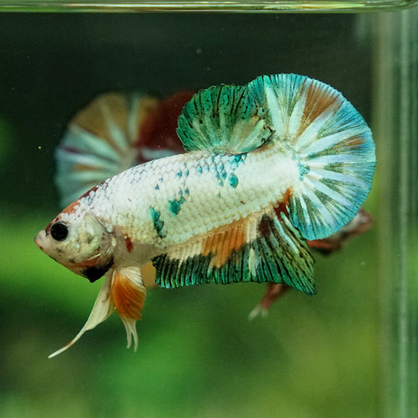 Multicolor/Galaxy Koi Plakat -12 weeks Old