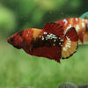 Multicolor/galaxy Koi Plakat- Female