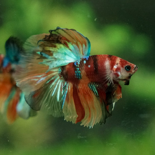 Galaxy Koi Halfmoon - 12 weeks old