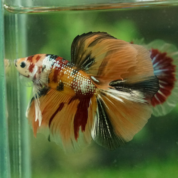 Galaxy Koi Halfmoon - 15 weeks old