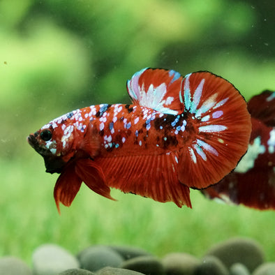 Multicolor/Galaxy Koi Plakat - Breeder Grade