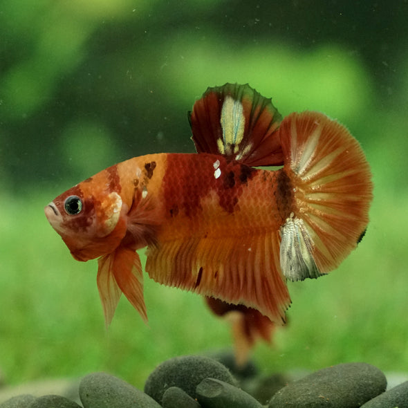 Copper/Gold Galaxy Koi Plakat - 12Weeks Old