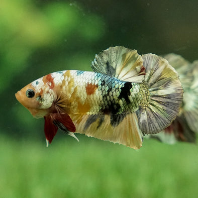 Multicolor/Galaxy Koi Plakat -12 weeks Old