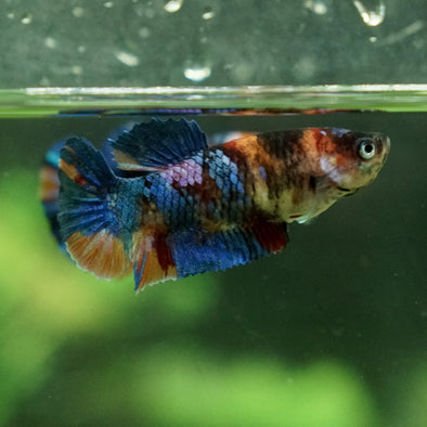 Galaxy Koi Plakat- Female