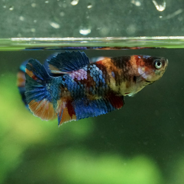 Galaxy Koi Plakat- Female