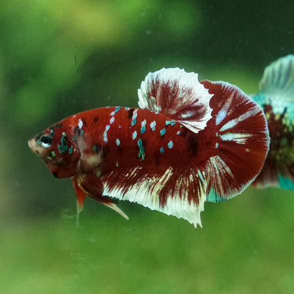 Multicolor/Galaxy Koi Plakat -13 weeks Old