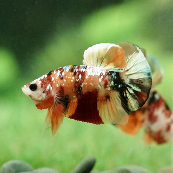 Copper/Gold Galaxy Koi Plakat - 9 Weeks Old