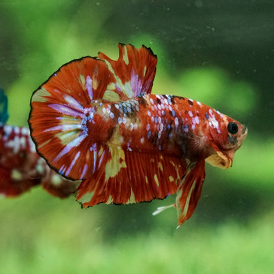 Galaxy / Multicolored Koi Plakat