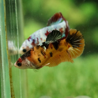 Multicolor/galaxy Koi Plakat- Female