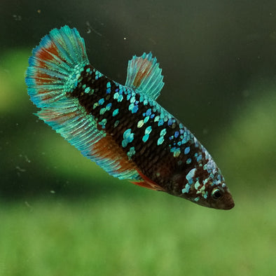 Multicolor/galaxy Koi Plakat- Female