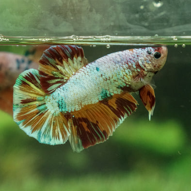 Giant Multicolor/Galaxy Koi Plakat -16 weeks Old