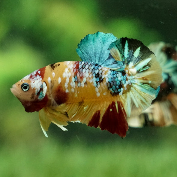 Multicolor/Galaxy Koi Plakat -12 weeks Old