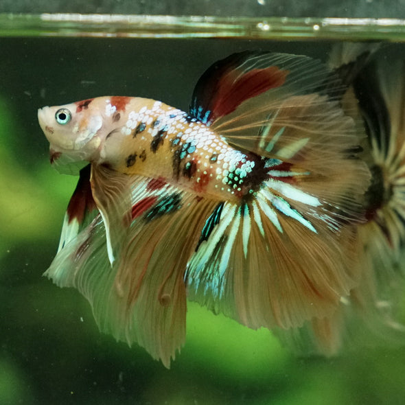 Galaxy Koi Halfmoon - 14 weeks old