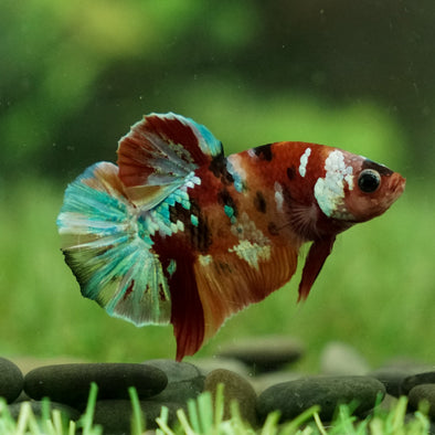 Multicolor/Galaxy Koi Plakat -12 weeks Old