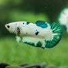 Blue/Green Dalmatian Plakat- Female