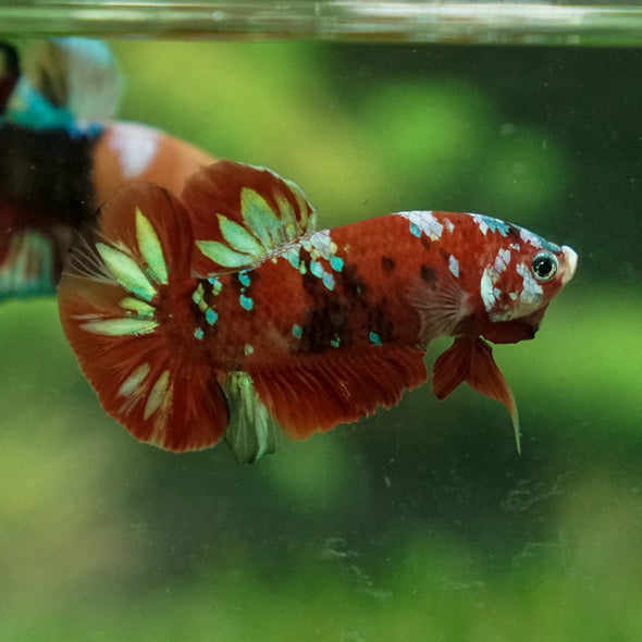 Multicolor/Galaxy Koi Plakat -13 weeks Old