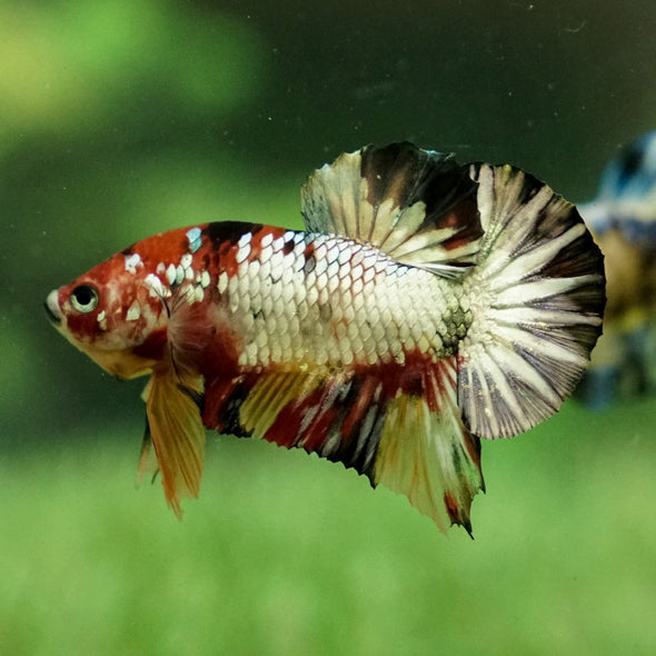 Multicolor/Galaxy Koi Plakat -12 weeks Old