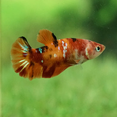 Koi Plakat Female - 12 weeks old