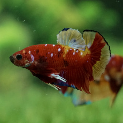 Multicolor/Galaxy Koi Plakat -12 weeks Old