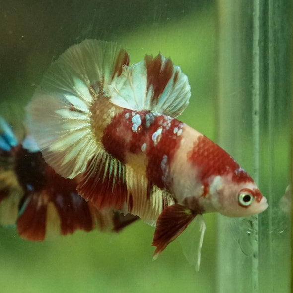 Multicolor/Galaxy Koi Plakat -12 weeks Old