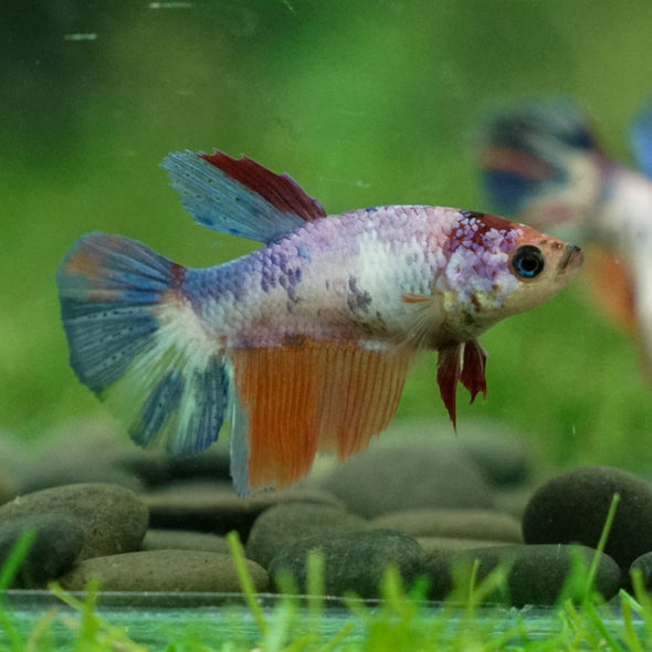 Multicolor Galaxy Halfmoon- Female