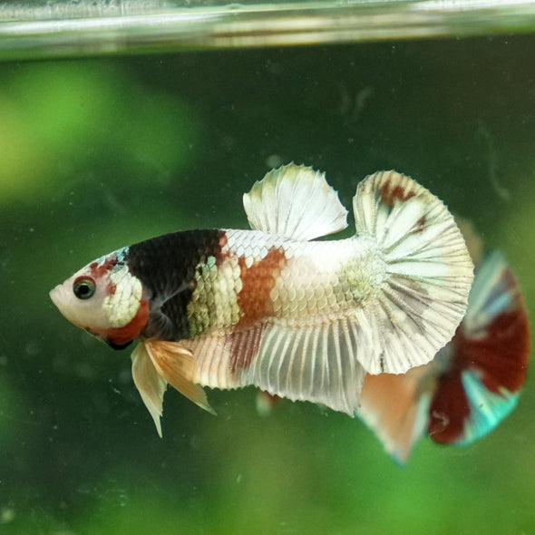 Multicolor/Galaxy Koi Plakat -13 weeks Old