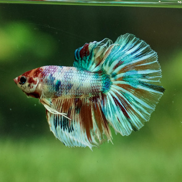 Galaxy Koi Halfmoon - 14 weeks old