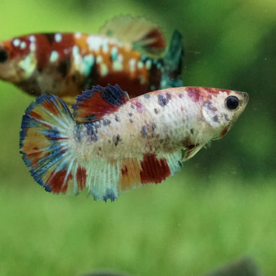 Koi Plakat Female - 12 weeks old