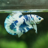 Blue/Green Dalmatian Plakat -13 weeks Old