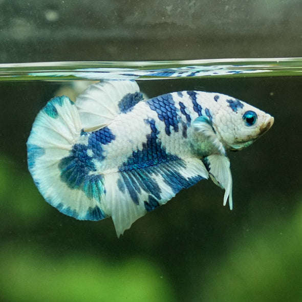 Blue/Green Dalmatian Plakat -13 weeks Old