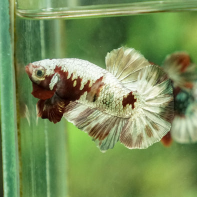 Multicolor/Galaxy Koi Plakat -15 weeks Old