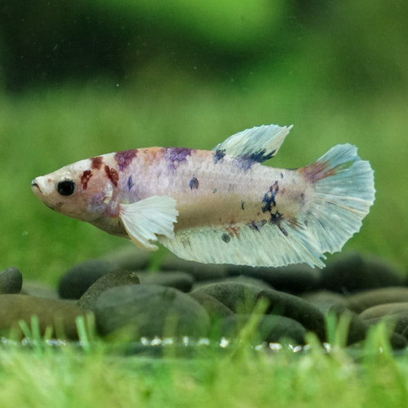 Candy Dumbo- Female
